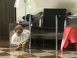 Dalvey Court (D10), Apartment #504318901